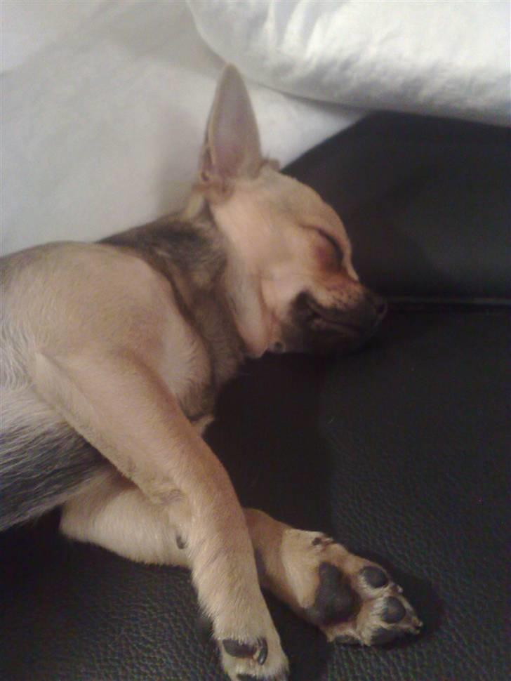 Chihuahua Oliver - Han elsker at sove på sofaen billede 15