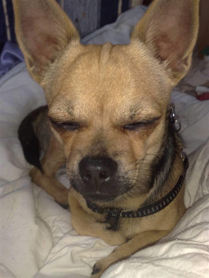 Chihuahua Oliver - Oliver <3 billede 16