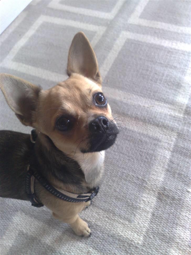 Chihuahua Oliver - Han er vokset op til en dejlig hanhund <3 billede 17
