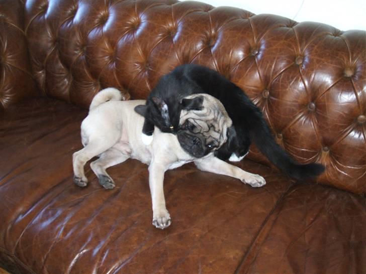 Mops Carisma Buller "Nemo" - Som hund og kat billede 11