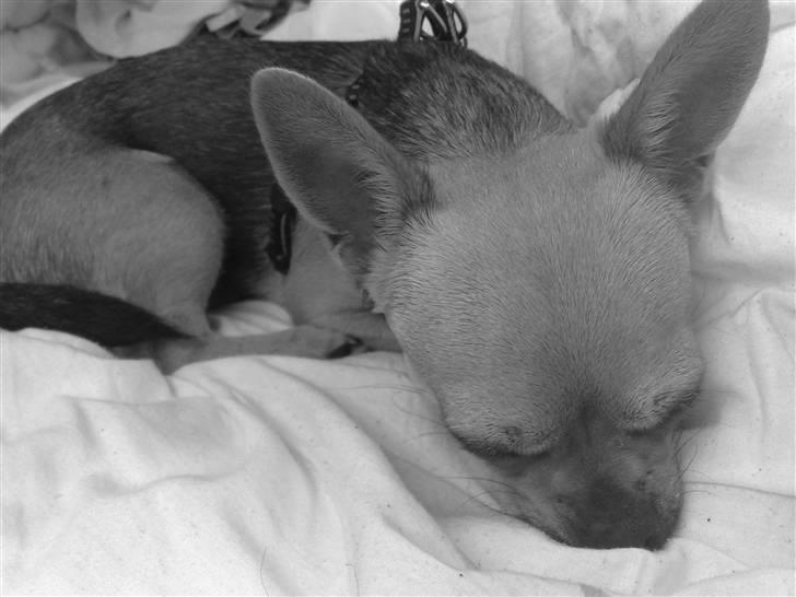 Chihuahua Oliver - Så sød når han sover billede 18