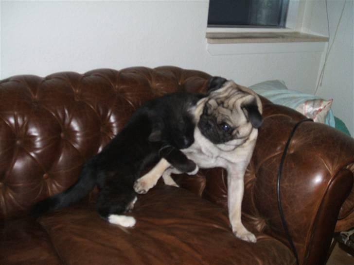 Mops Carisma Buller "Nemo" - "AV - Gå væk med dig!" billede 12