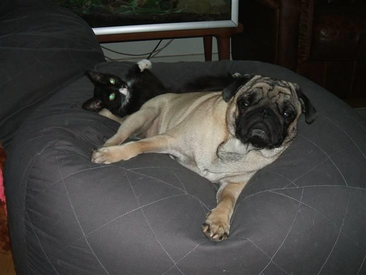 Mops Carisma Buller "Nemo" - Ren hygge! billede 13