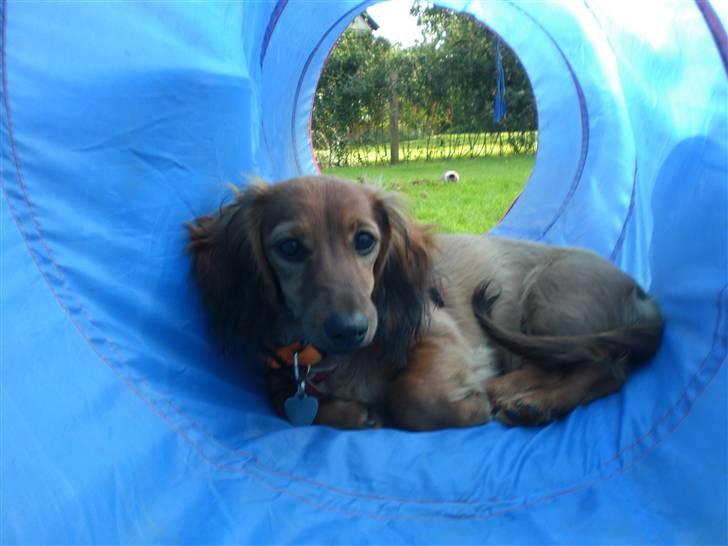 Miniature gravhund sille - nu gider jeg ikke at lege mere :O) billede 15