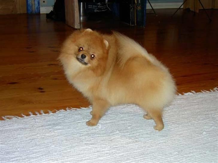 Pomeranian Roy - Roy nesten 1 år gammel billede 2