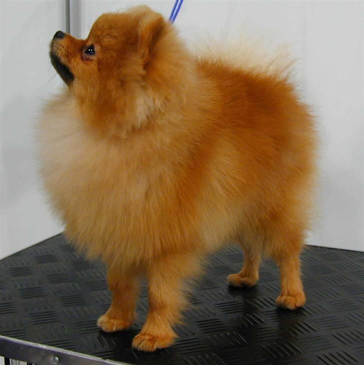 Pomeranian Roy - Roy 8 mnd. gammel billede 3