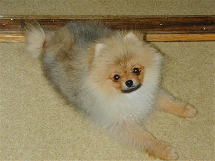 Pomeranian Roy - Roy 5 mnd. gammel billede 4
