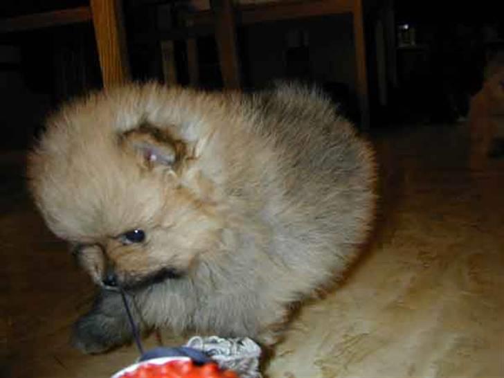 Pomeranian Roy - Roy 1 mnd. gammel billede 5