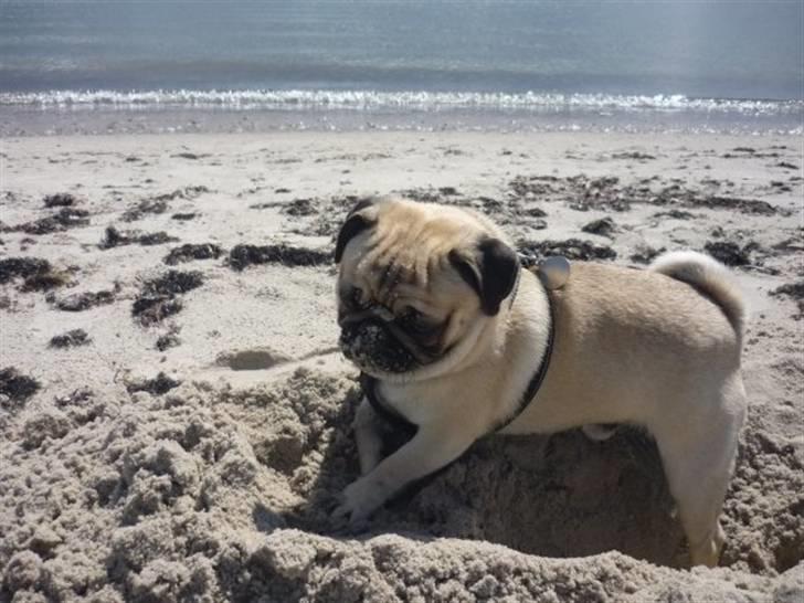 Mops Samson billede 15