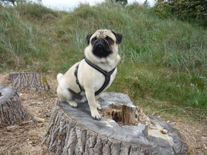 Mops Samson billede 16