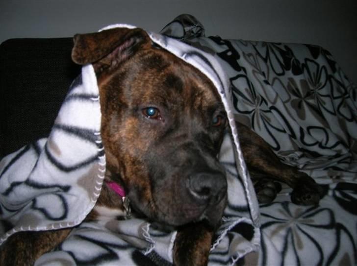 Amerikansk staffordshire terrier Zoey - Som sagt er hun et rigtig puttedyr :)  billede 1