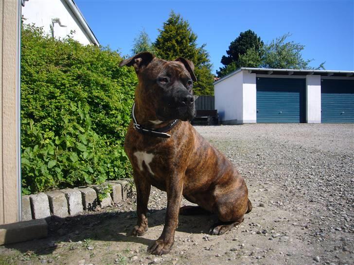 Amerikansk staffordshire terrier Zoey - Her ligger hun efter en dejlig lang gåtur på stranden og volden i Fredericia billede 2