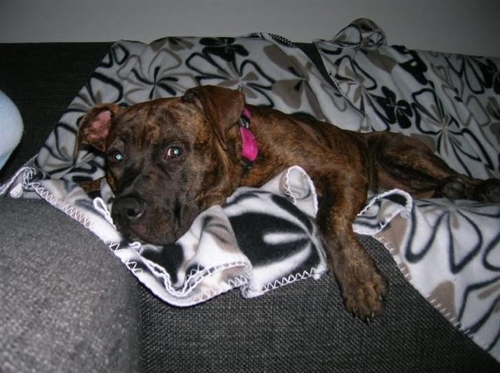 Amerikansk staffordshire terrier Zoey - Er hun ikke dejlig?! :) billede 3