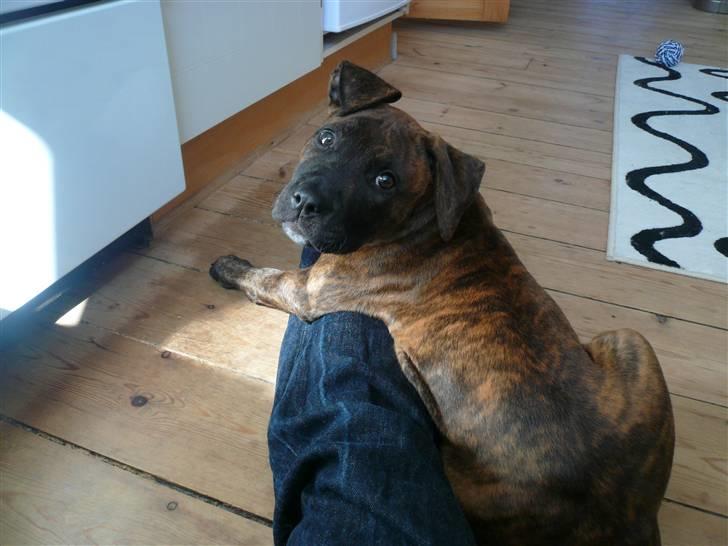 Amerikansk staffordshire terrier Zoey - Hun er utrolig nysgerrig billede 4