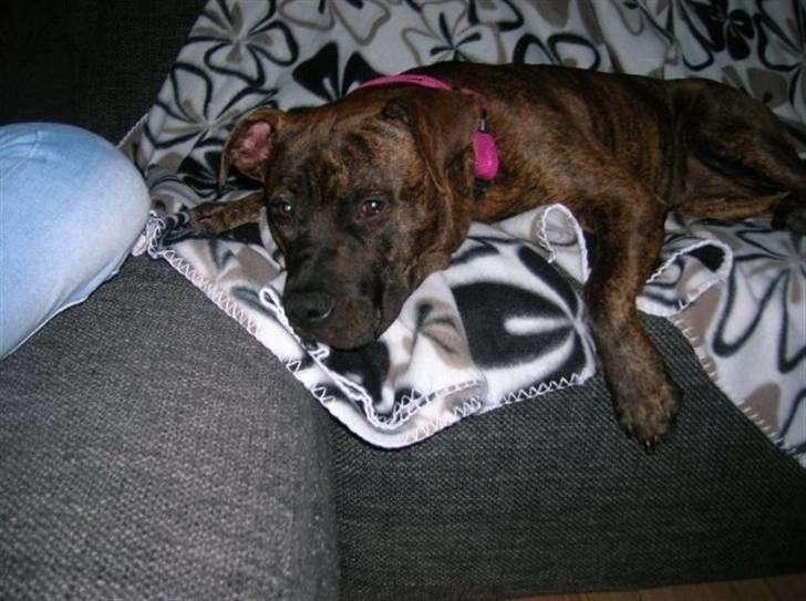 Amerikansk staffordshire terrier Zoey - Smiler hun er helt død billede 5