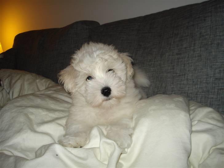 Coton de tulear Bailey - Ligge på sofaen er bare sagen billede 9