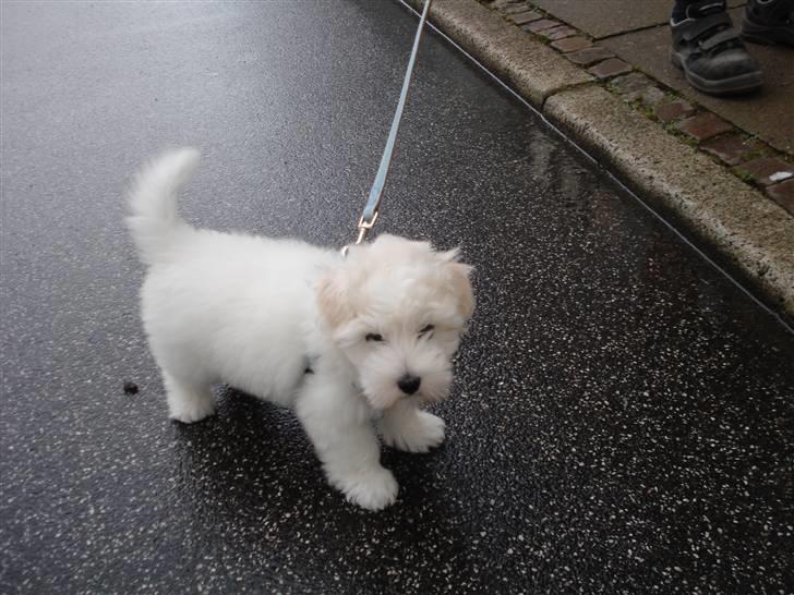 Coton de tulear Bailey - Her er vi ude og gå, det er jeg blevet god til billede 10