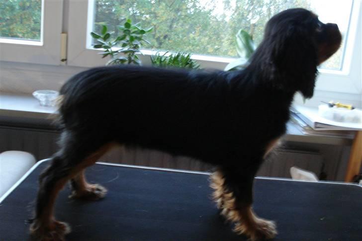 Cavalier king charles spaniel Tria billede 14