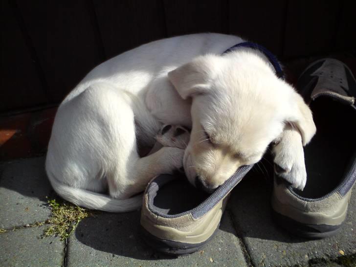 Blanding af racer Fnug - Fnug september 2008 billede 1