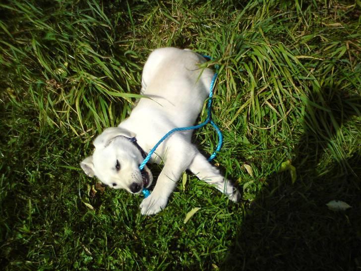 Blanding af racer Fnug - Fnug september 2008 billede 3