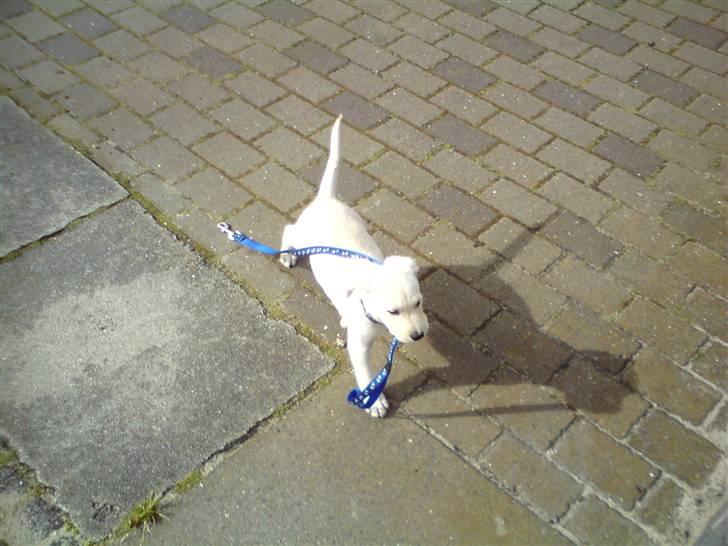 Blanding af racer Fnug - Fnug oktober 2008 billede 4