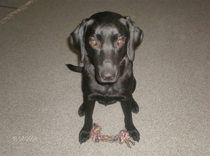 Labrador retriever malou billede 11