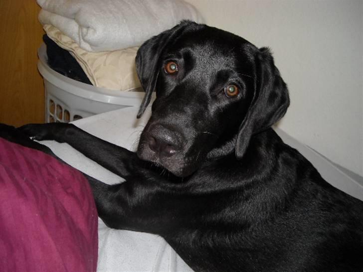 Labrador retriever malou billede 12