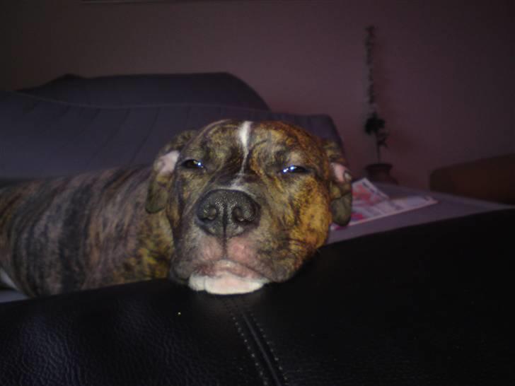 Amerikansk bulldog Alicia (Keys) billede 15