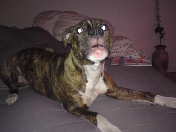 Amerikansk bulldog Alicia (Keys) billede 16