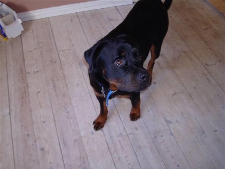 Rottweiler Baloo - Nyt billede 31.10.2008 billede 11