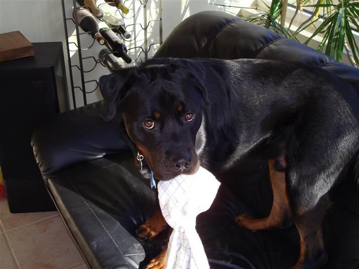 Rottweiler Baloo - Wee har fået et af mors gamle viskestykker...Og hun får det ikke igen :o) billede 12
