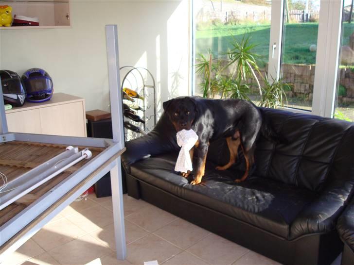 Rottweiler Baloo billede 13