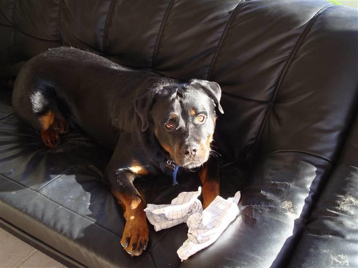 Rottweiler Baloo - Det er mit viskestykke nu! billede 14