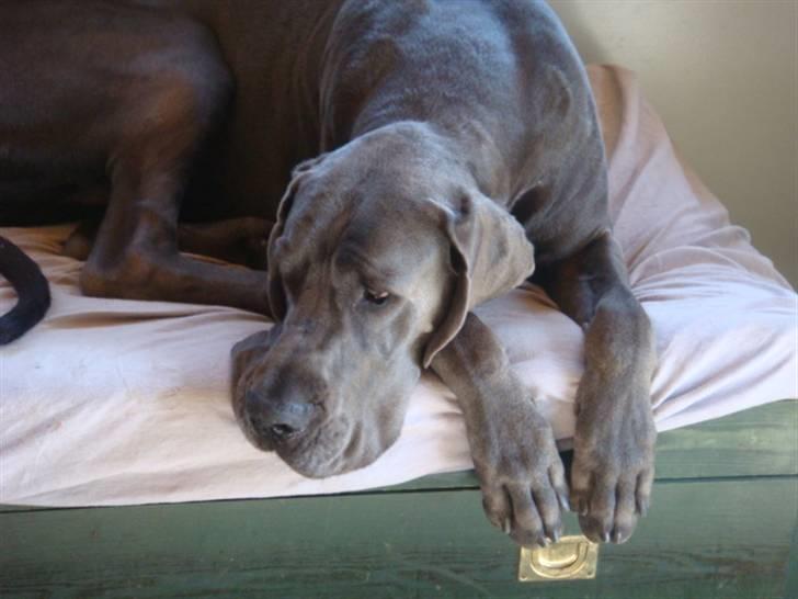 Grand danois Canuck - Canuck billede 1