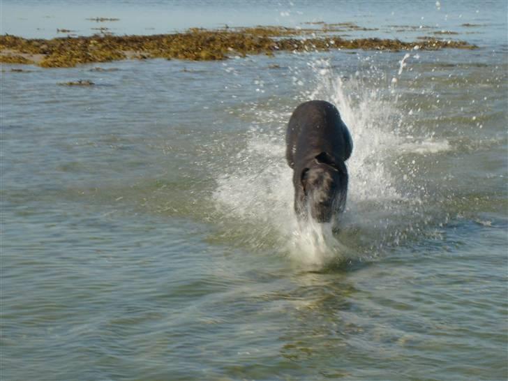 Grand danois Canuck - En ægte vandhund billede 2