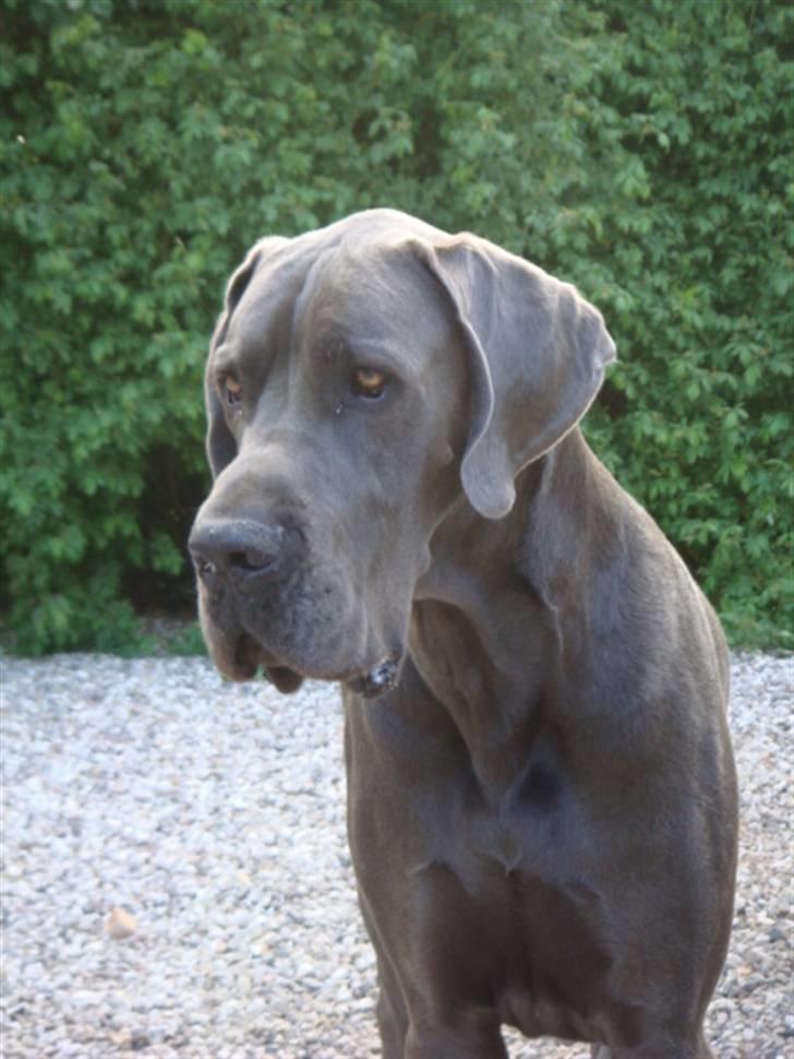 Grand danois Canuck - Verdens smukkeste hund billede 3