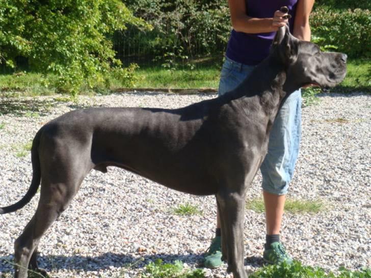 Grand danois Canuck - Præmiedyret billede 4