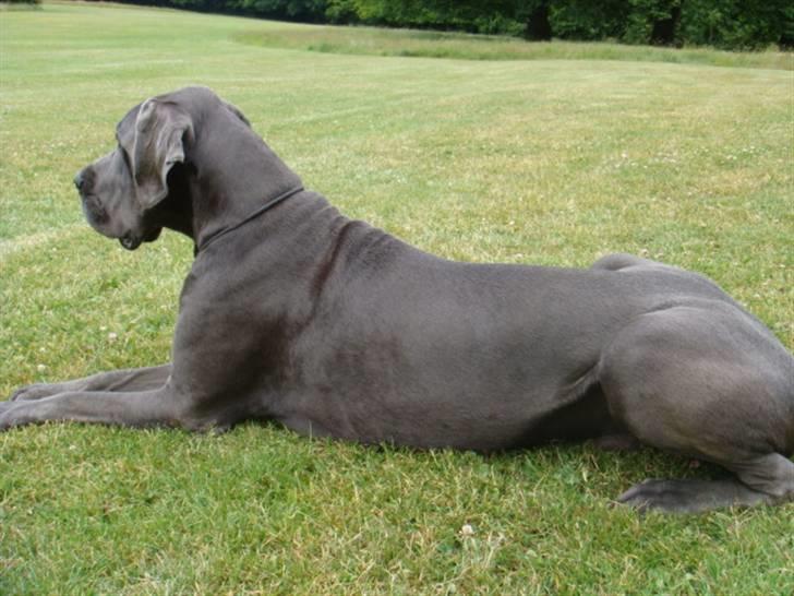 Grand danois Canuck - Hvile skal der til billede 5