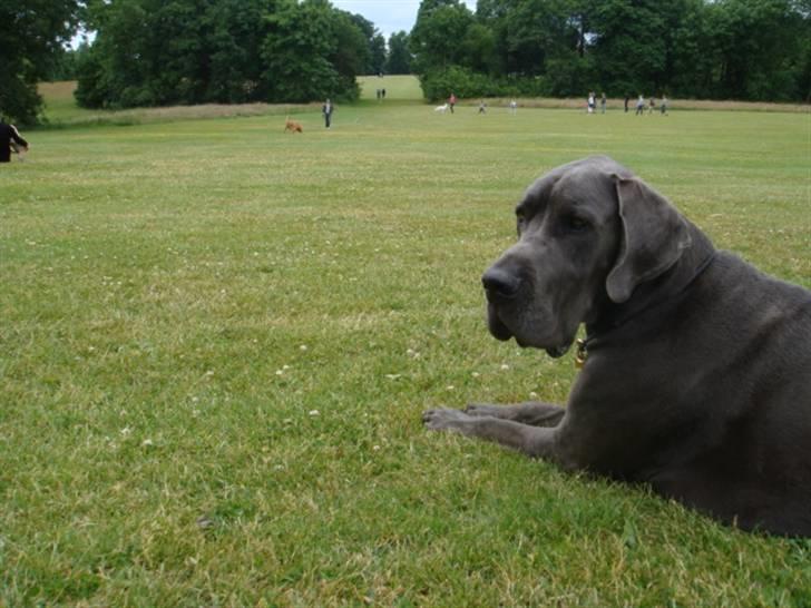Grand danois Canuck - vi ligger på lur billede 7