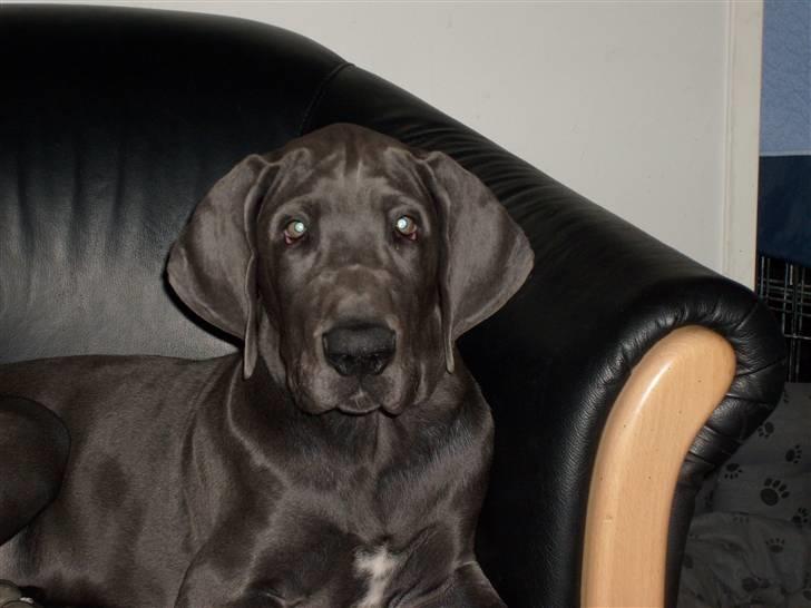 Grand danois Canuck - Lille smukke baby billede 8