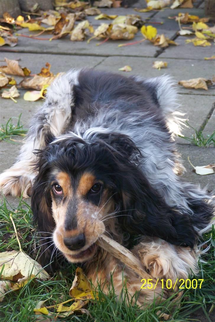 Cocker spaniel Nanna - Obs billedet er naturligvis fra 2008.Næsten 7 mdr. Nanna med én af sine pinde. billede 6