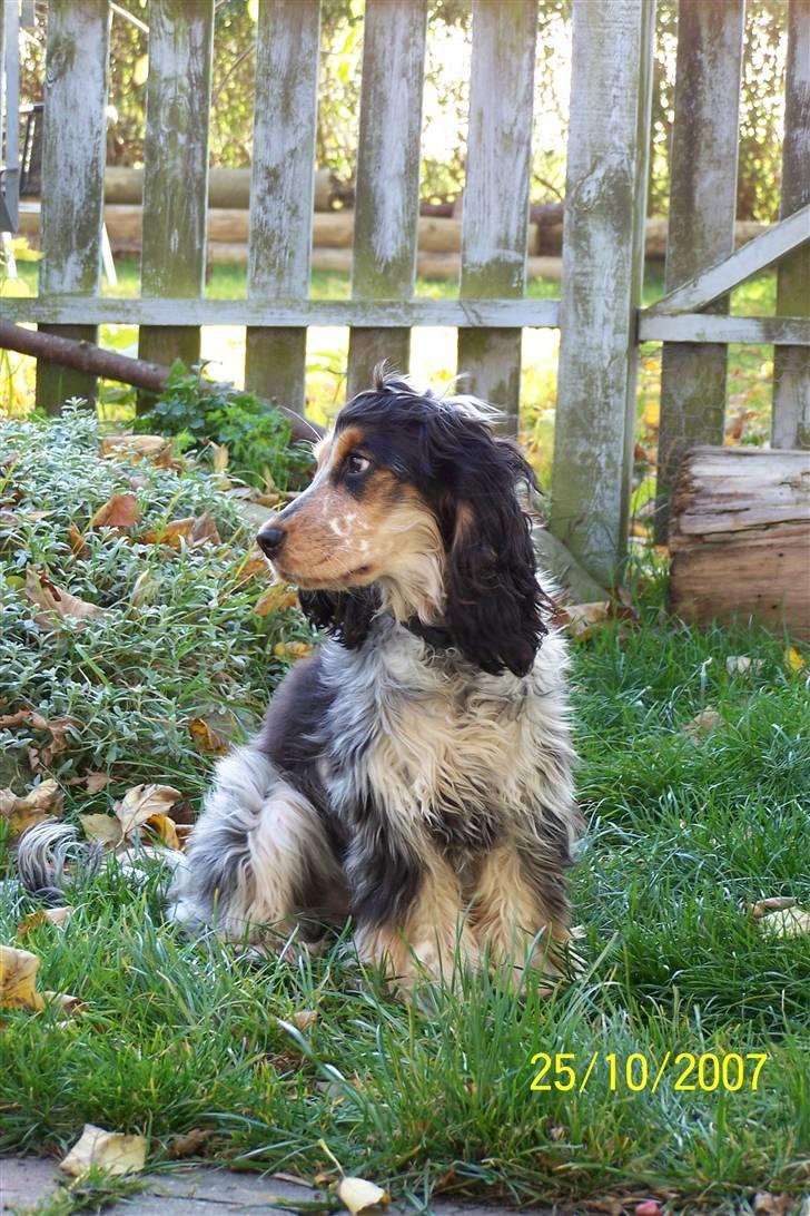 Cocker spaniel Nanna - Obs billedet er naturligvis fra 2008. Her har Nanna fået lidt mere hvalpepels. billede 7