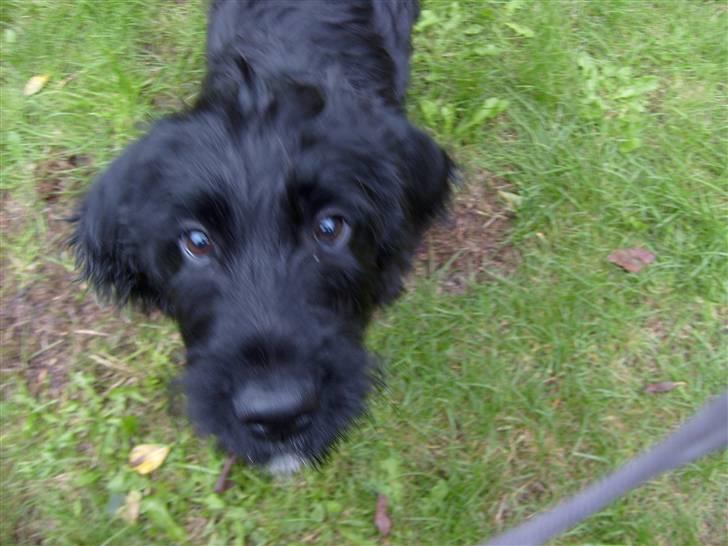 Grand danois Canuck - Canuck´s bedst veninde lille dutte-dorthe billede 9