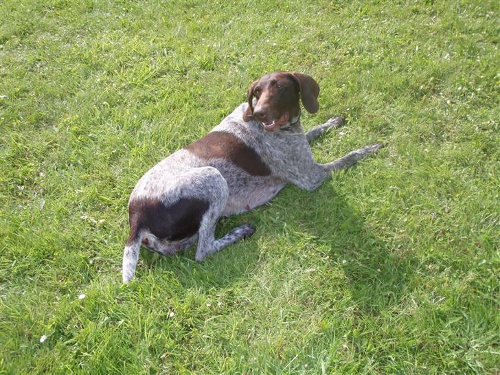 Korthåret hønsehund sif - Sif slapper efter leg med bold. sommerferien 2008 billede 1