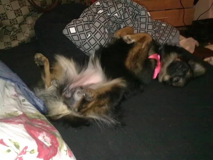 Kleinspitz Suki - Ihh hvor ligger man altså bare godt sådan. billede 5