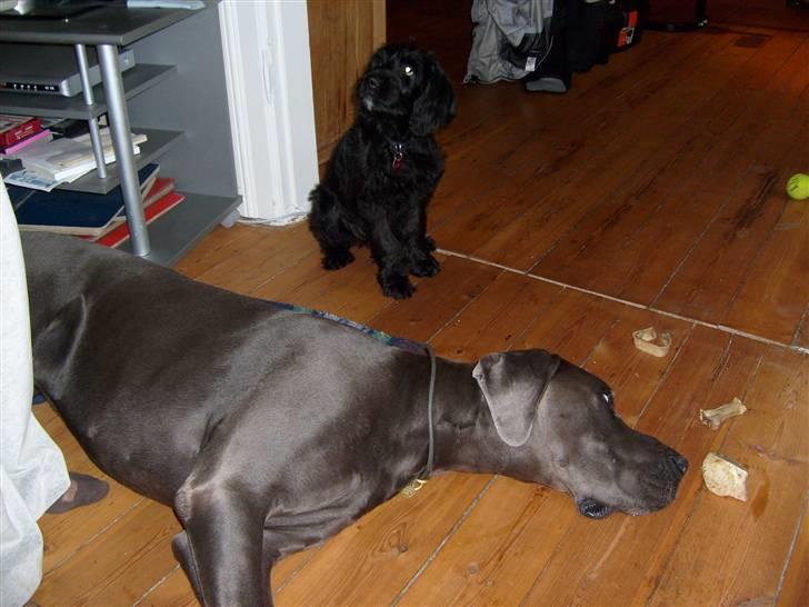 Grand danois Canuck - Den lille Labradoodle har kørt den store mand træt billede 10