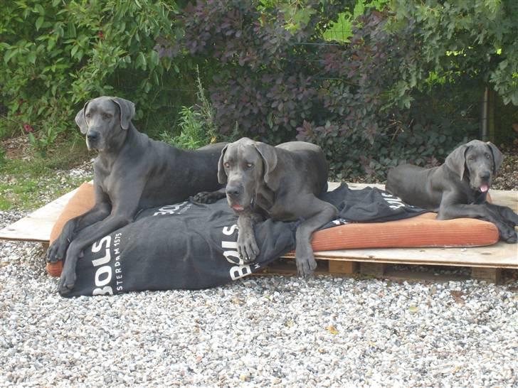 Grand danois Canuck - Canuck på besøg hos kennelen, til venstre Gaby ( 4 år ) og til højre Baby-Rush ( ca 13 uger på deft tidspunkt )  billede 11