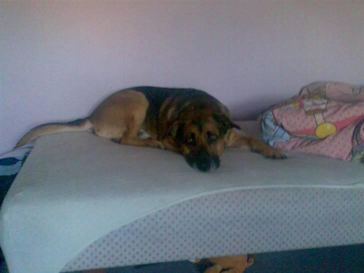 Blanding af racer Karlsen - Karlsen billede 7