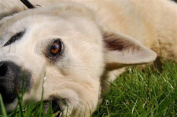 Norsk buhund Sille "RIP" - Hej med dig
Argh, det ligner et monster, men min datter der har taget billedet siger det skal med :o) billede 2