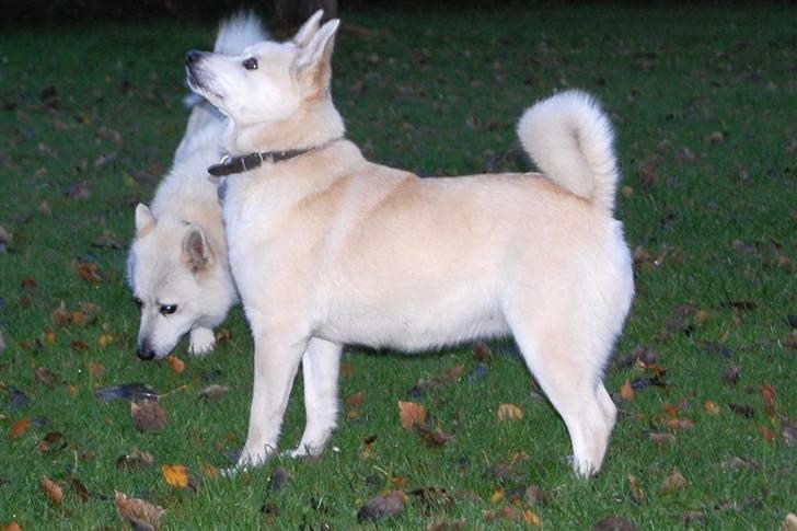 Norsk buhund Sille "RIP" billede 3